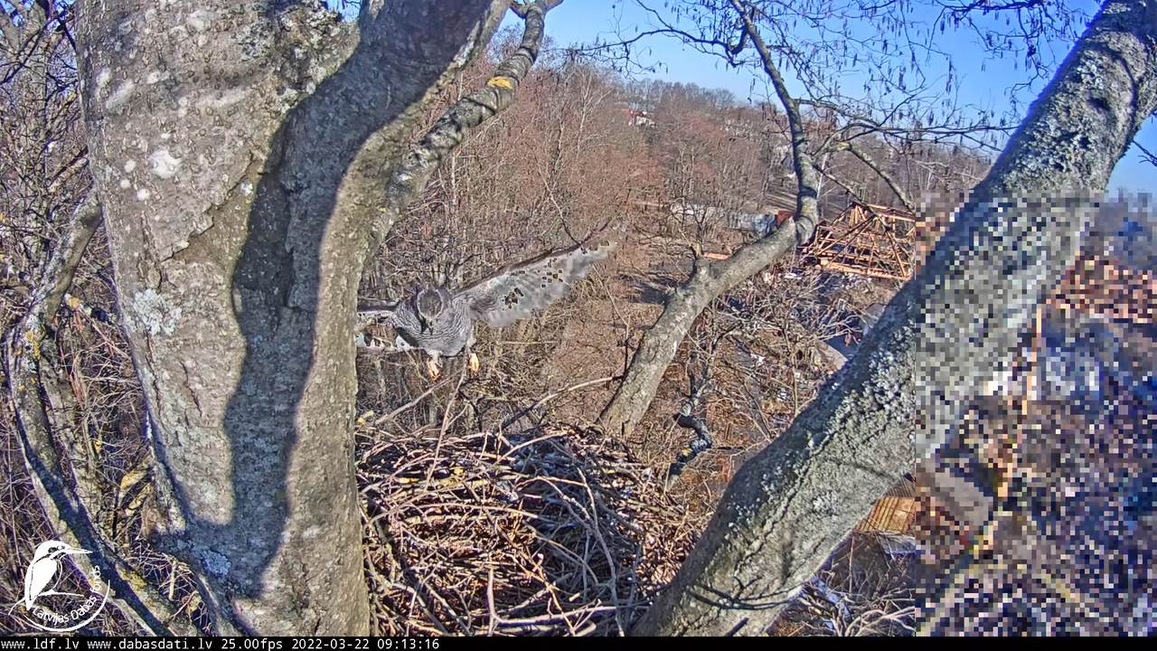 LDF Vistu vanags tiešraide 10-53-3 screenshot (1)