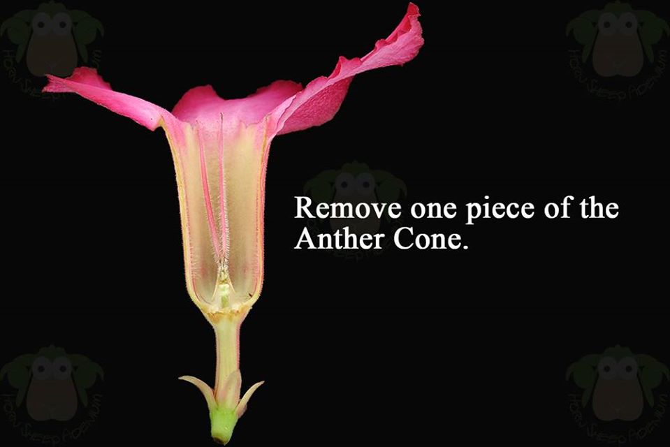 remove-adenium-anther-cone.jpg