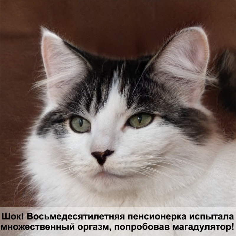 шотландская кошка персикового окраса