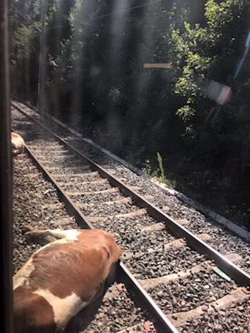 [39-FR] : Un TGV Lyria percute un troupeau de vaches 2019-08-24-TGV-Vaches-04