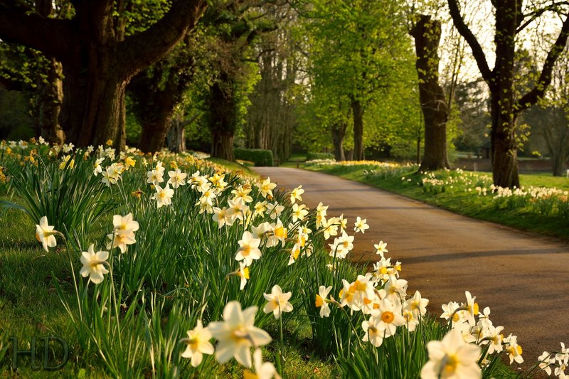 daffs-HD.jpg
