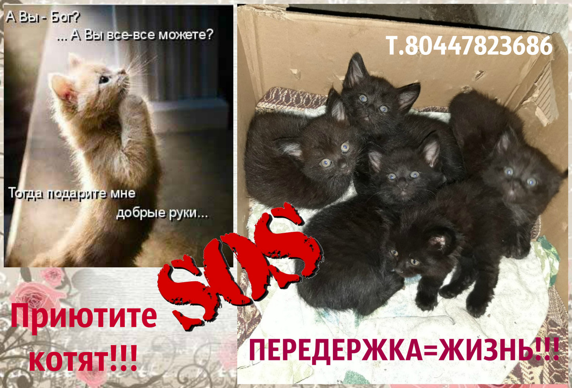 новый коллаж1