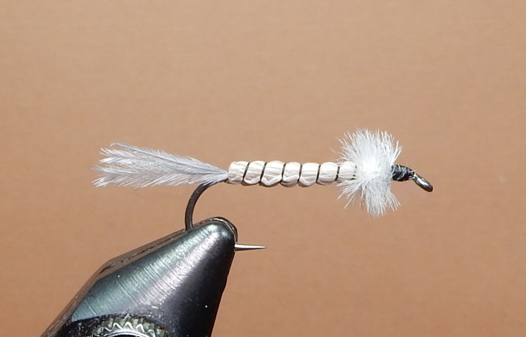 Whitlock-Emerging-Pupa-1080.jpg