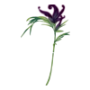 https://i.postimg.cc/sxf8gDtW/IMG-1962.webp
