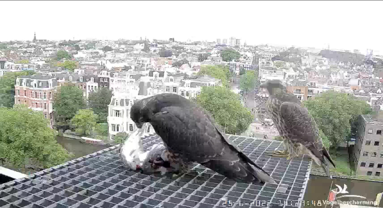 Amsterdam/Rijksmuseum screenshots © Beleef de Lente/Vogelbescherming Nederland - Pagina 32 Video-2022-06-25-143503-Moment-4