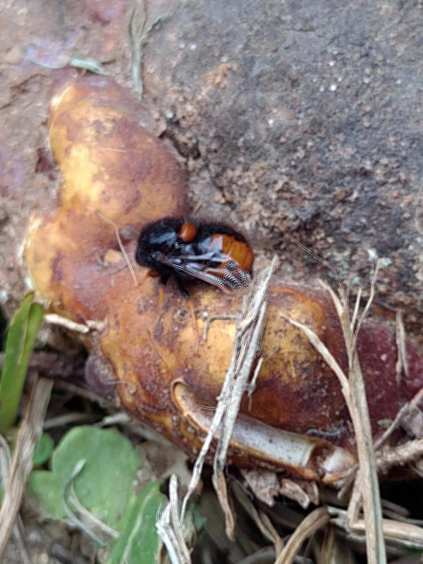 This week's mushrooms were found in the city [Esp/Eng].