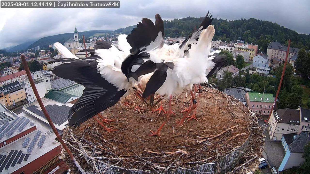 Tiešraide no stārķa ligzdas uz alus darītavas skursteņa Trutnovā 14-15-10 screenshot