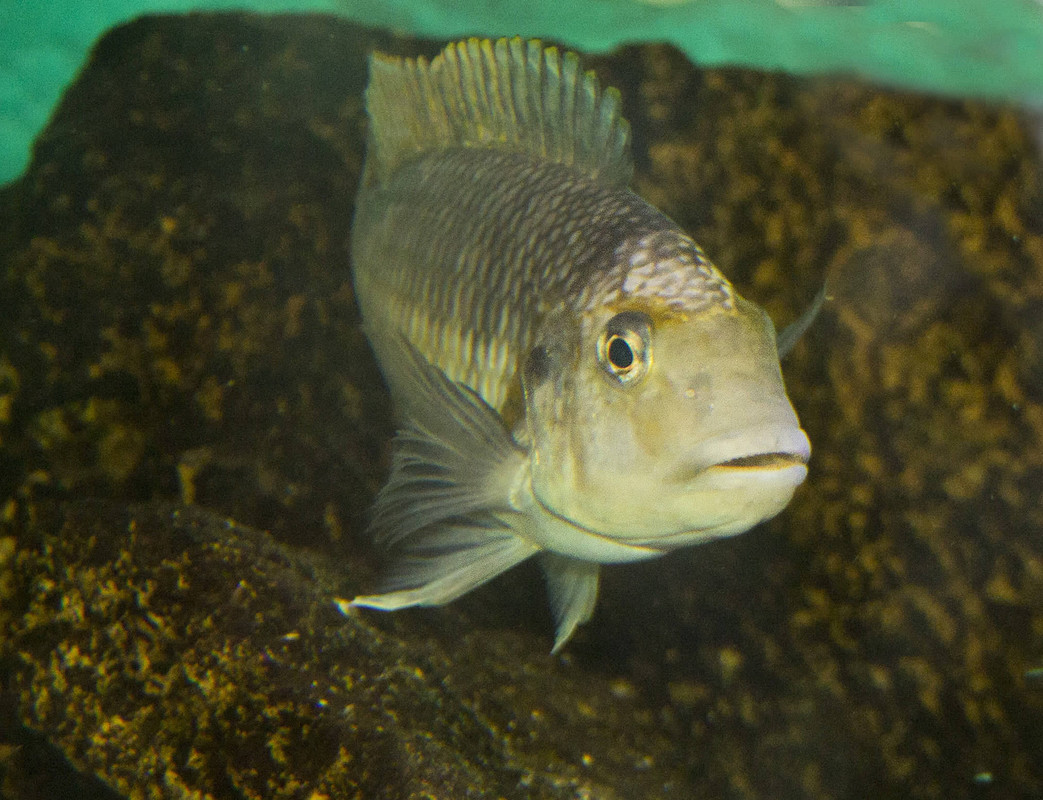 43408763_2156183704629403_5868793602750021632_n