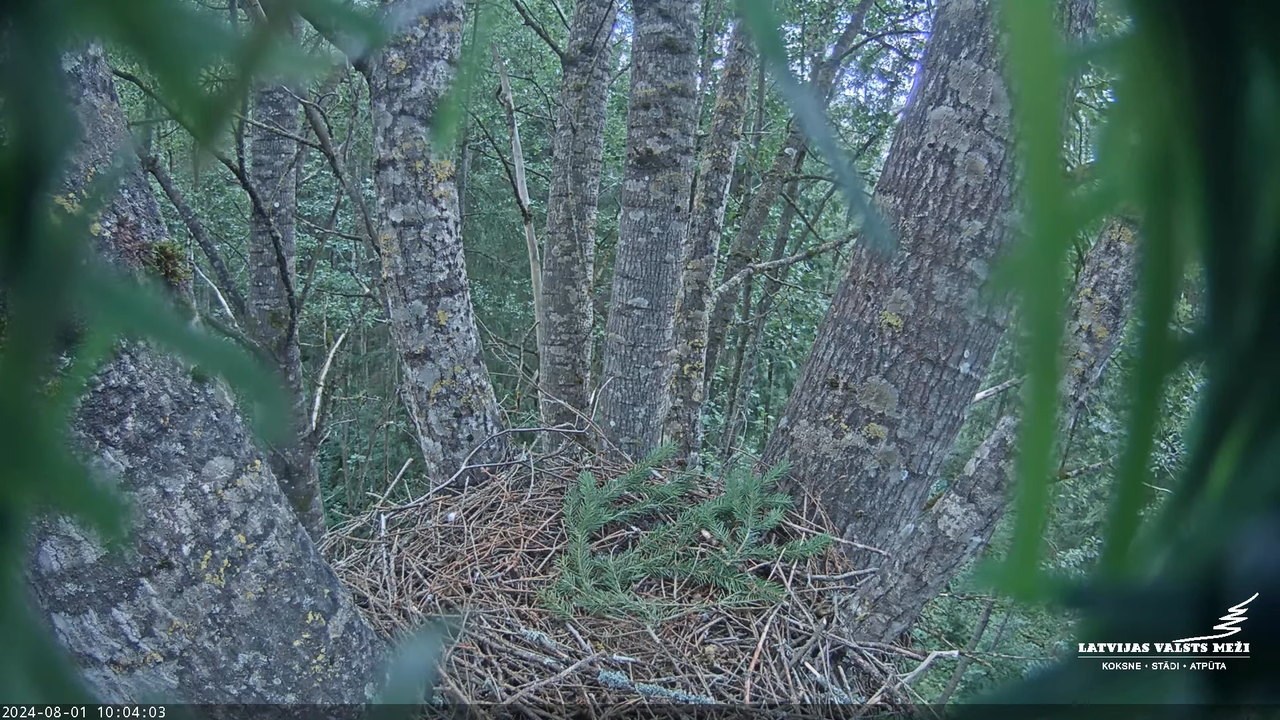 LVM Mazais ērglis Aizkuja, apse 2 - Lesser Spotted Eagle 12-0-43 screenshot