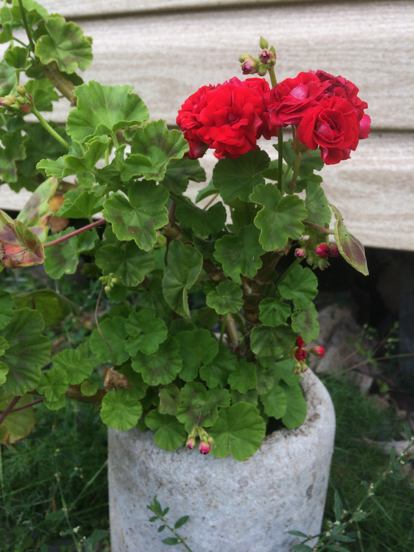 B53D0BE5-1CED-4E29-8573-48007CE10555