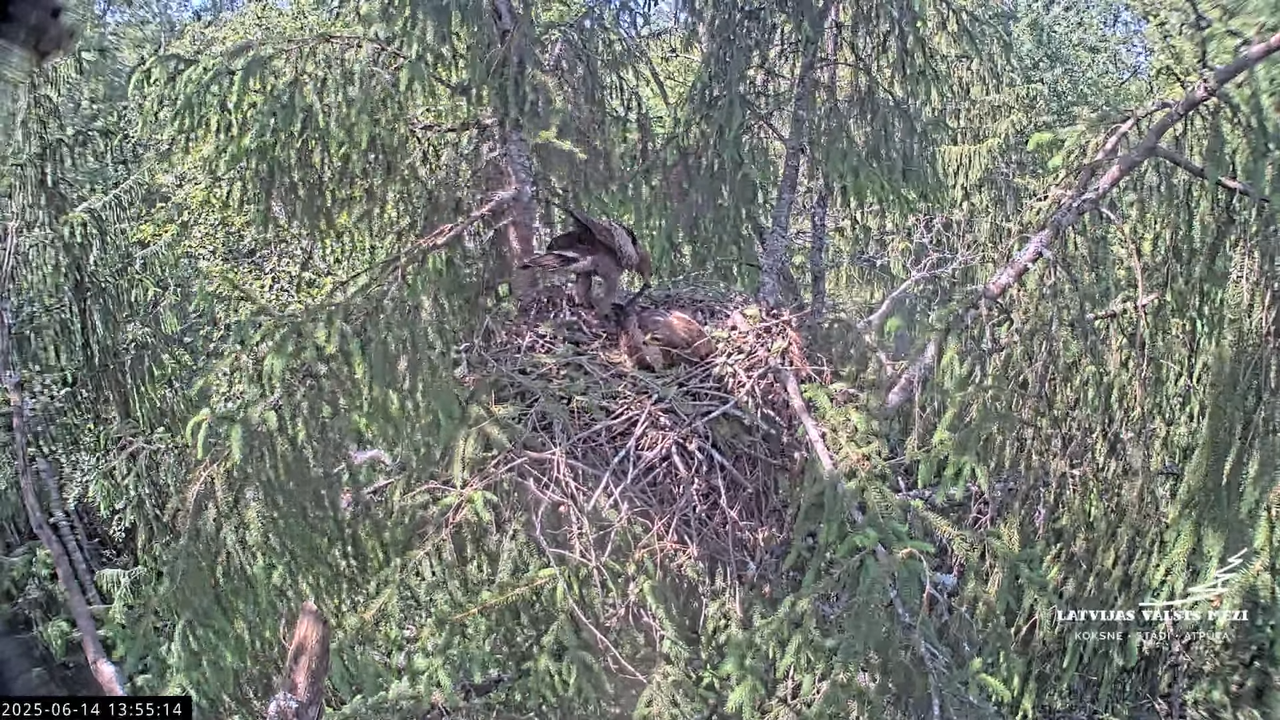 LVM mazais ērglis Lisiņa, egle2 – Lesser Spotted Eagle 15-56-4 screenshot