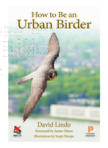 How to Be an Urban Birder