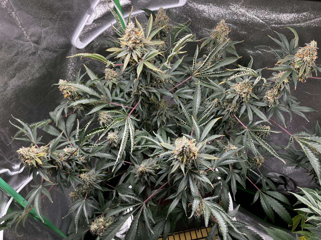 8B09BACB-AB2B-4DBD-A486-3E62D0EF8B8B