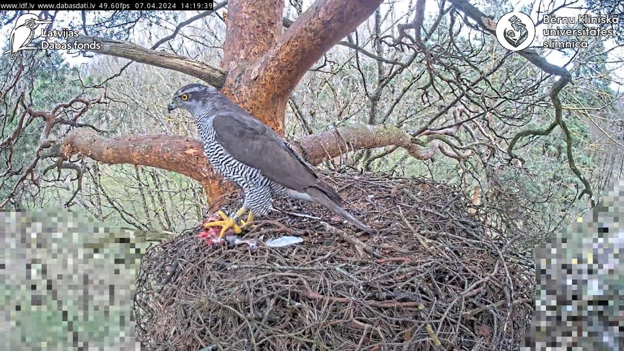 Vistu vanags (Accipiter gentilis) BKUS teritorijā – 1. ligzda 4-35-34 screenshot