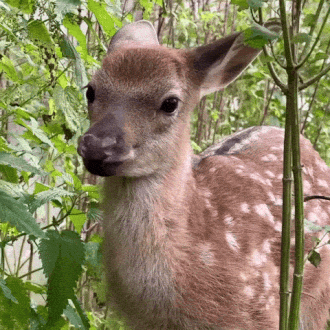 Deerdfawngif.gif