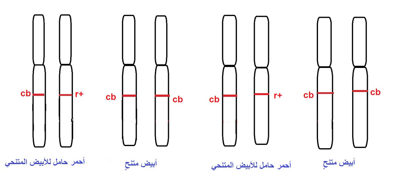 تسمى الجملة التي تحمل الفكرة الرئيسة في الفقرة بالرياض