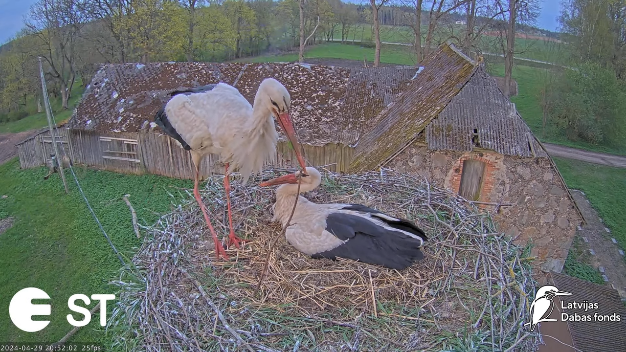 Baltie stārķi (Ciconia ciconia) Tukuma novadā - LDF tiešraide __ White storks in Tukums, Latvia 12-3