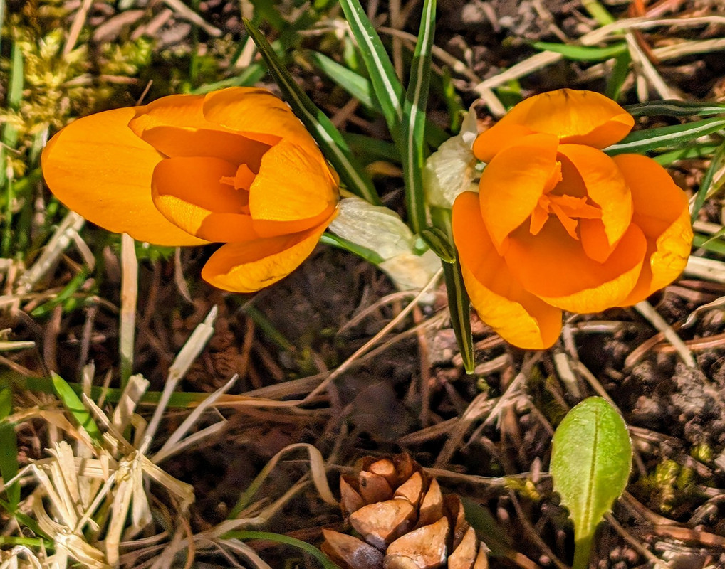 PXL_20240415_190223181.MP