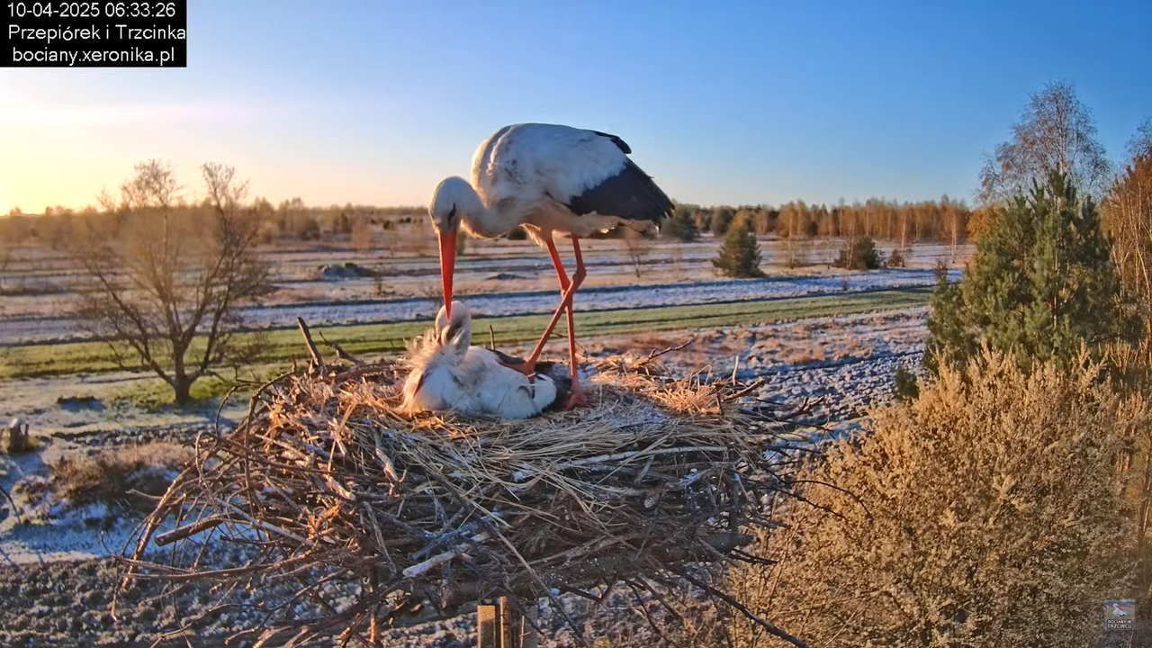 10042025bociany (11)
