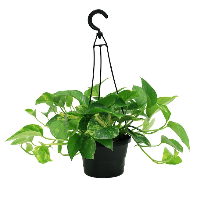 Costa Farms Houseplant Sale at Lowe’s – Plants from  + Free Shipping