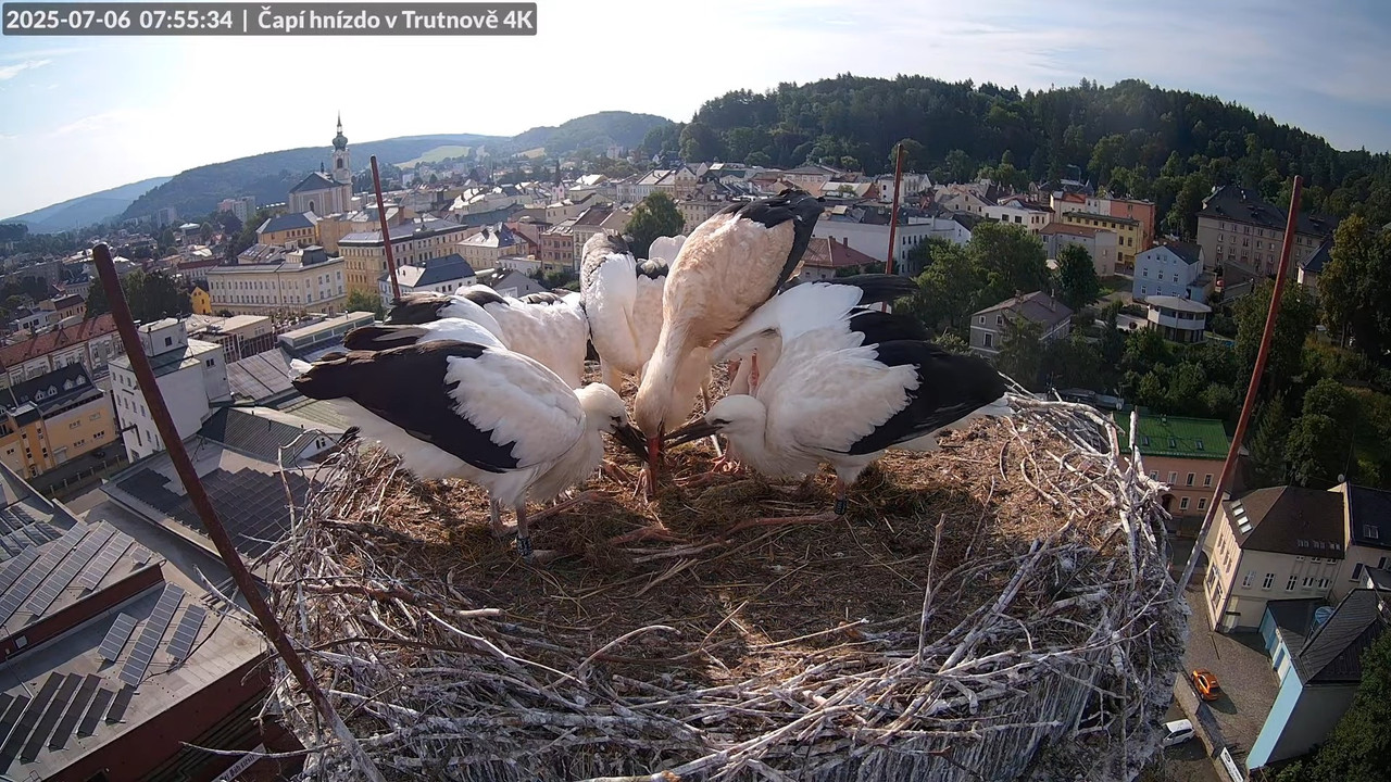 Tiešraide no stārķa ligzdas uz alus darītavas skursteņa Trutnovā 9-53-47 screenshot