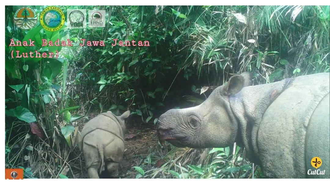 Anak Badak Jawa jantan, Luther di Taman Nasional Ujung Kulon.