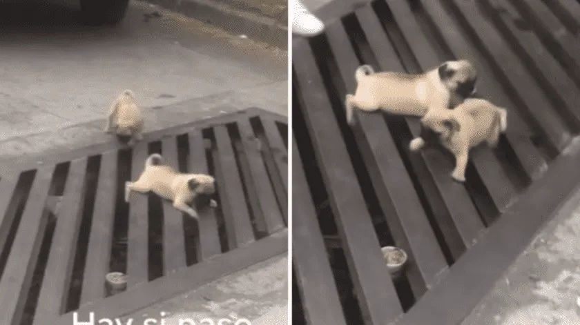 TikTok viral, la tierna ‘pelea’ entre dos perritos y una coladera