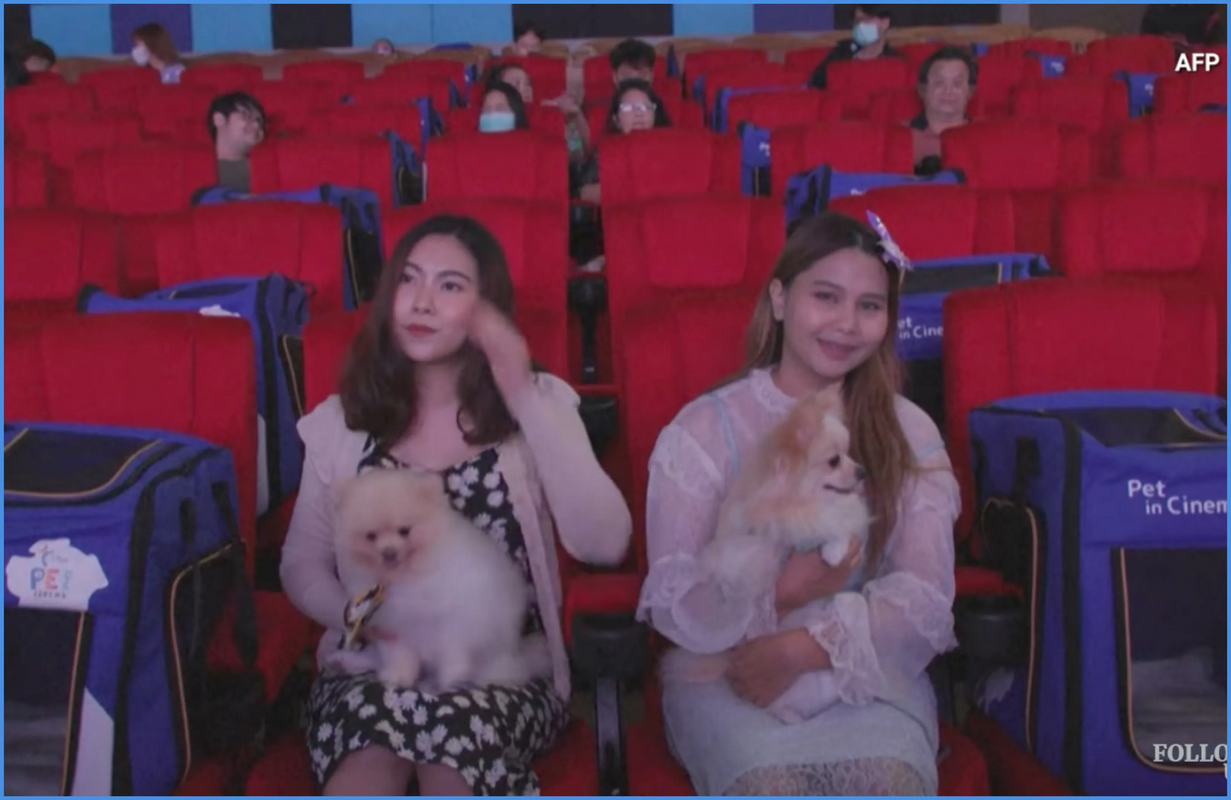 Conoce esta sala de cine en donde puedes ir a ver una peli con tus mascotas