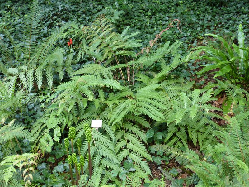 2014-07-13 Arboretum Härle 47