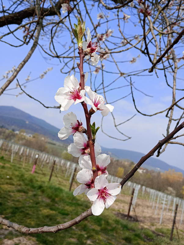 Mandelblüte März 2026 vor Weinbergen, Edenkoben, Pfalz