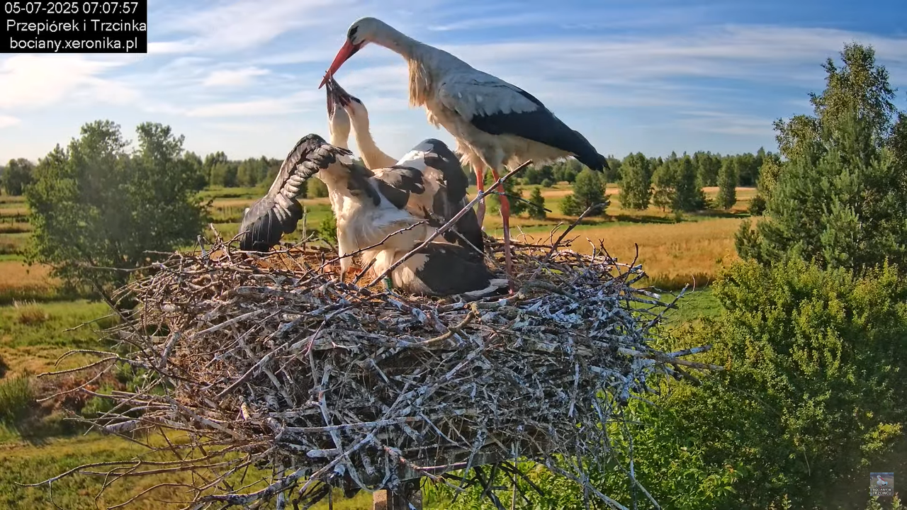 05072025bociany21