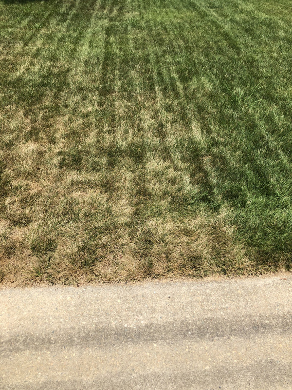 Fungus or burn? Tall fescue..... Lawn Care Forum