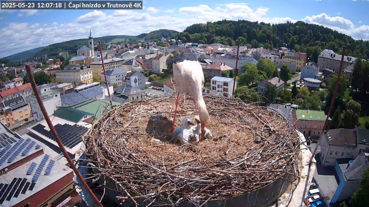 Tiešraide no stārķa ligzdas uz alus darītavas skursteņa Trutnovā 10-9-28 screenshot