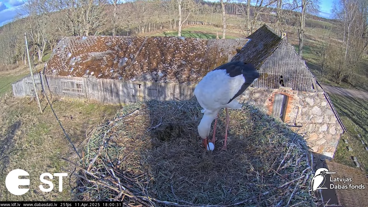 (42) Baltie stārķi (Ciconia ciconia) Tukuma novadā __ White storks in Tukums, Latvia - YouTube - 906