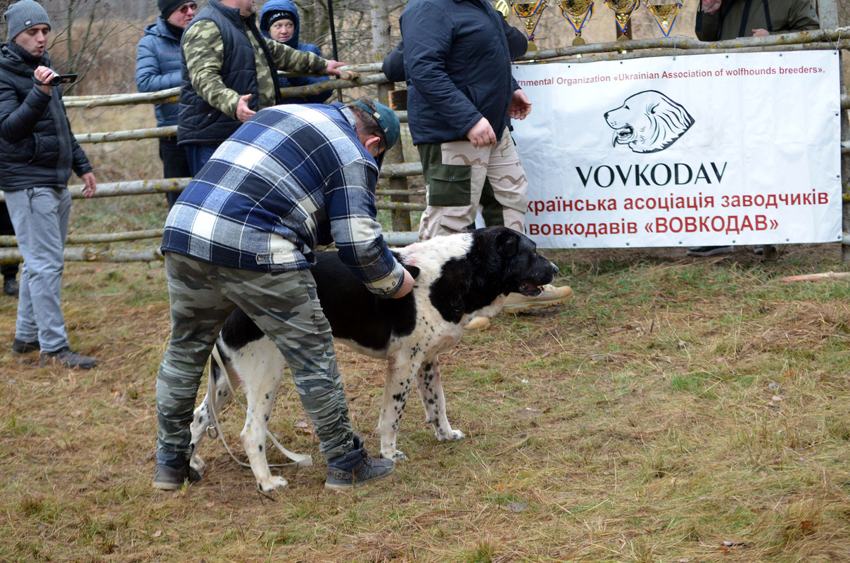 Халк - Сако 3 (5)