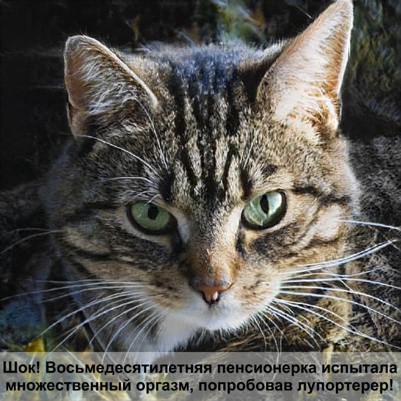 манчкин порода кошек лысая