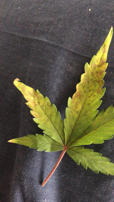 WhatsApp Image 2022-01-12 at 12.44.37