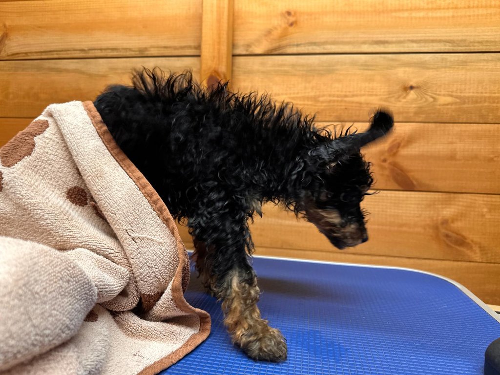 lenny-first-wash.jpg