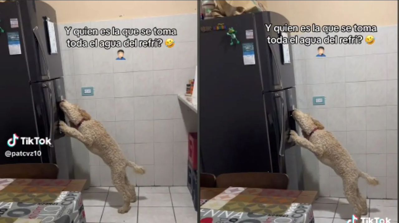 Perrito toma agua de manera peculiar y se hace viral