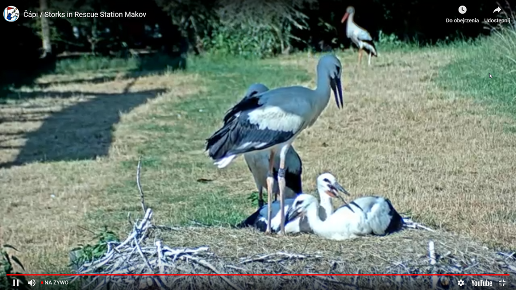 2019-07-02 17_09_56-Greenshot