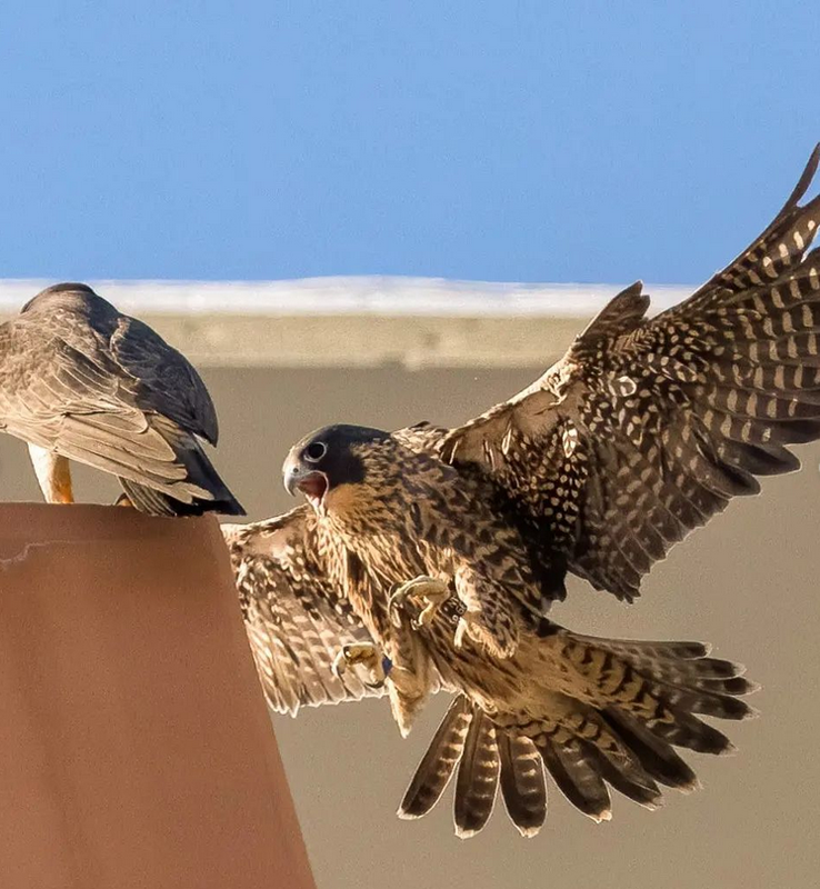 Screenshot 2022-06-23 at 08-21-39 Moon Rabbit Rising (@moon_rabbit_rising) • Instagram photos and vi