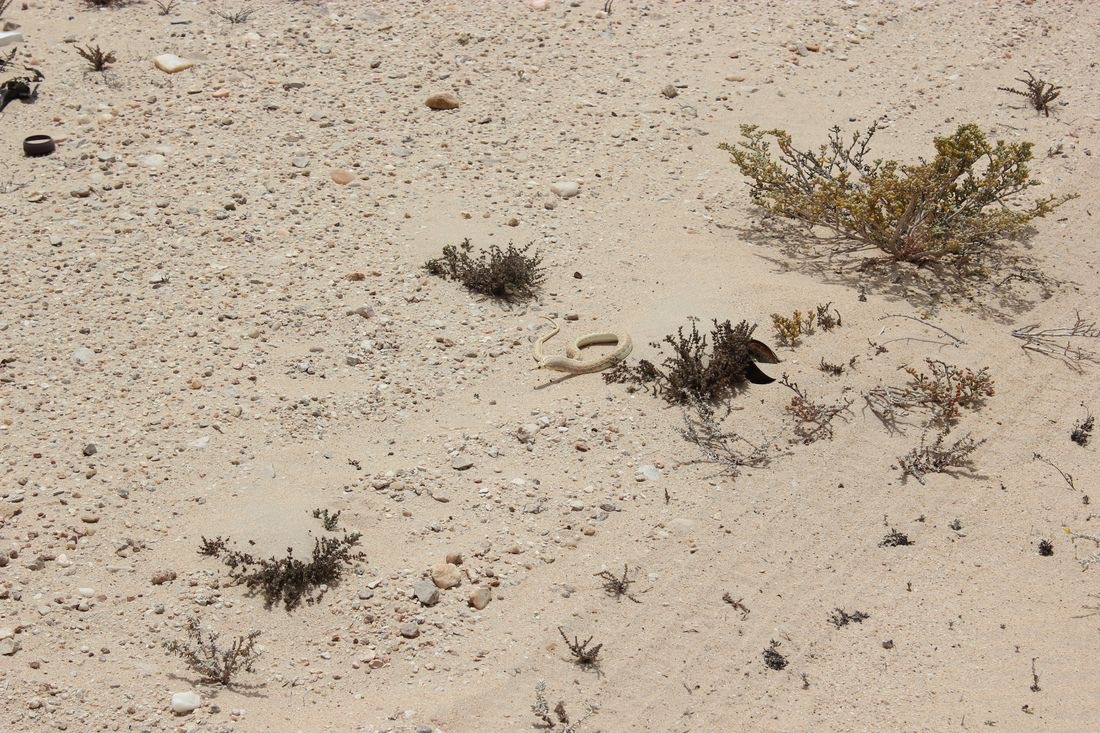 Villa Cisneros (Dakhla) y la Peninsula de Rio de Oro - El Sahara Occidental (35)