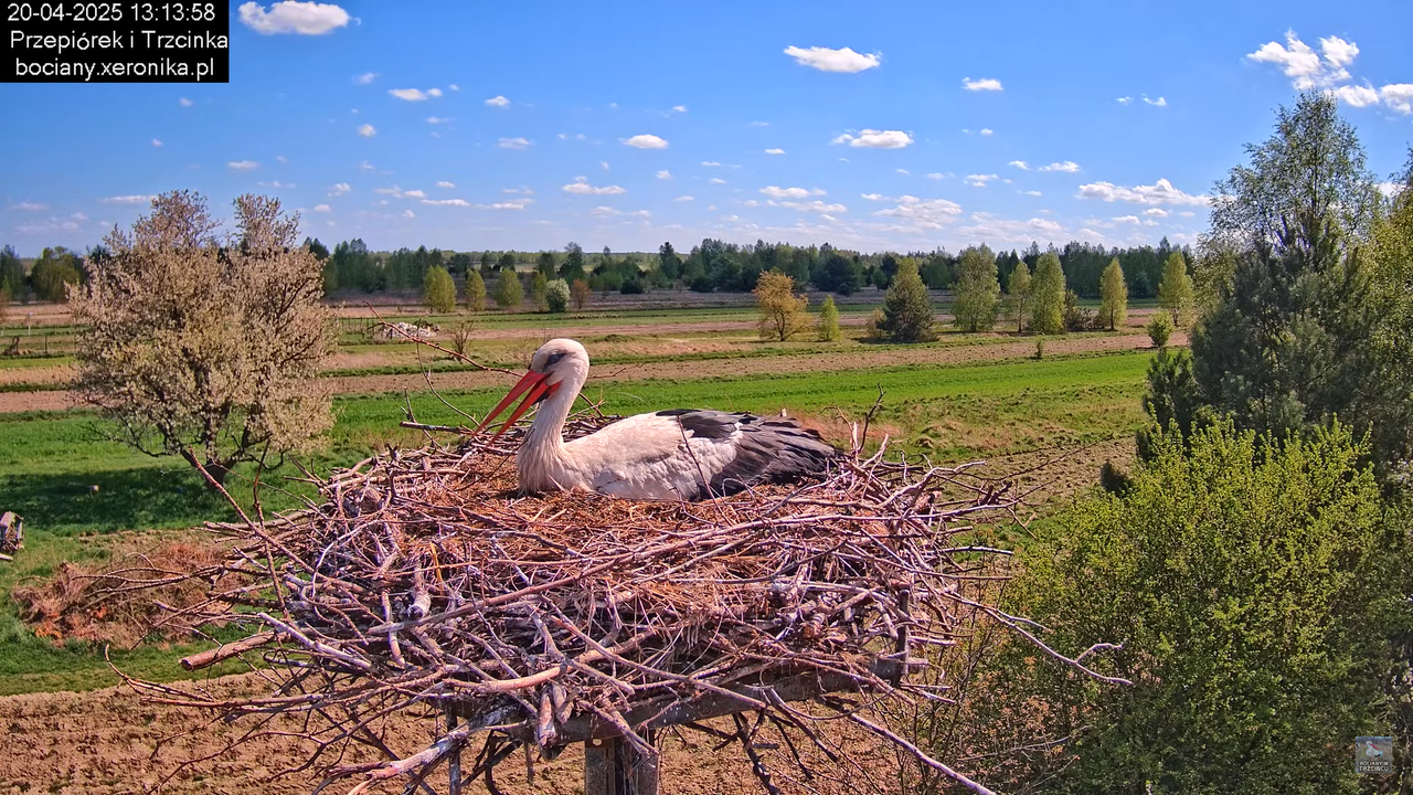 20042025bociany29