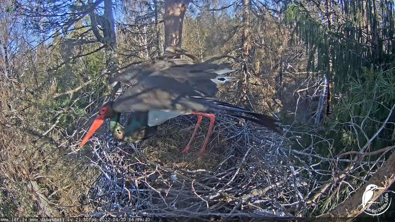 Melnais stārķis (Ciconia nigra) Siguldas novadā - LDF tiešraide 9-5-56 screenshot