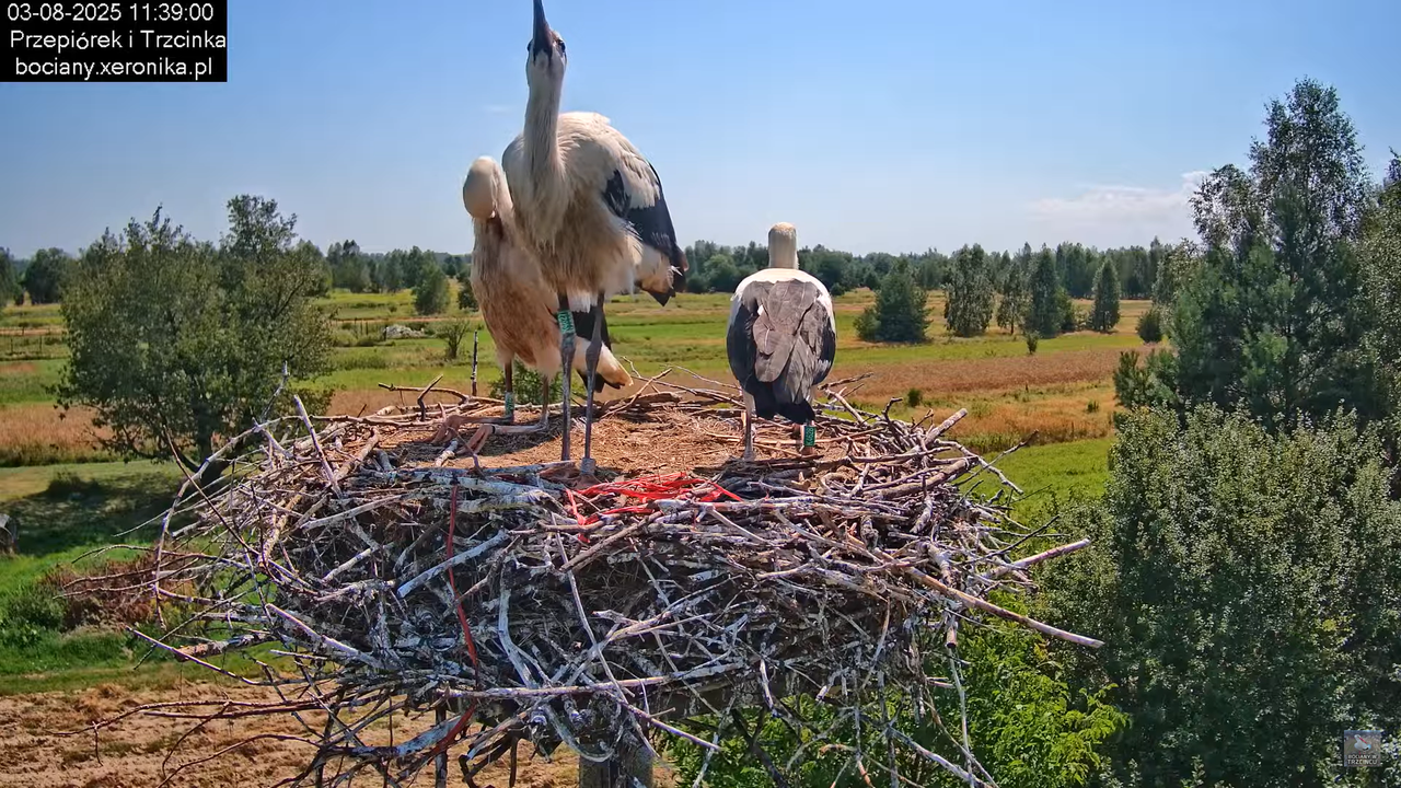 03082025bociany25