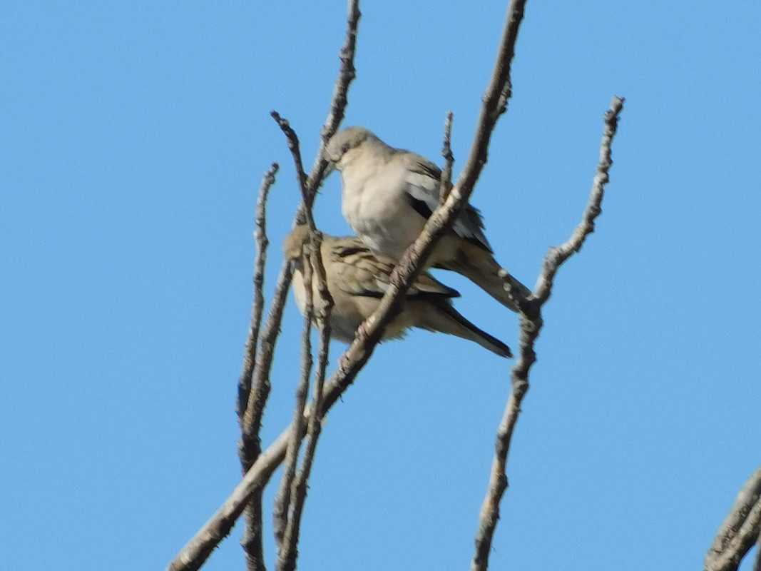 DSCN0498.jpg