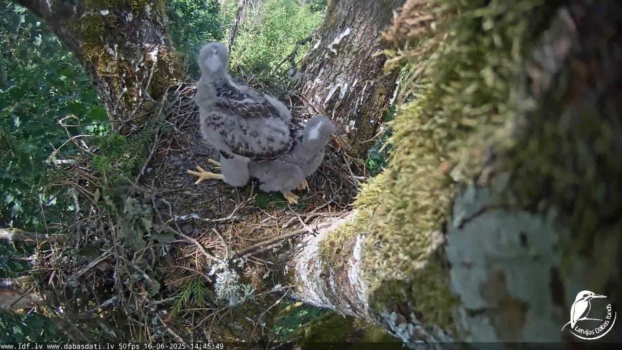 Melnās klijas (Milvus migrans) Kurzemē_ peļu klijāni (Buteo buteo) 5-0-12 screenshot