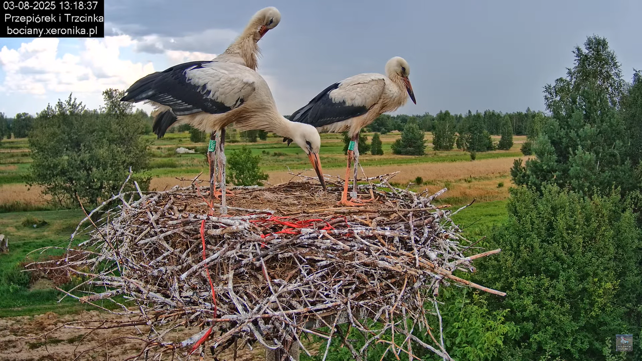 03082025bociany29