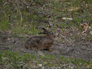 Lepus_europaeus_SMA_02_202005
