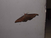 31.1.visiting moths I
